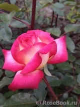 Rose Gaujard Rose Gaujard