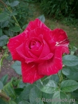 Red Intuition