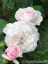 Olivia Rose Austin Olivia Rose Austin
