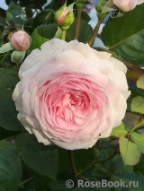 Olivia Rose Austin Olivia Rose Austin