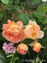 Lady of Shalott Lady of Shalott