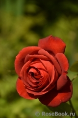 Terracotta ® Terracotta ®