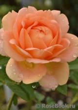 Lady of Shalott Lady of Shalott