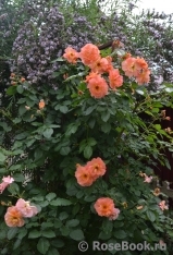 Westerland Westerland