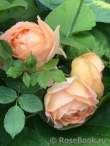 Lady of Shalott Lady of Shalott