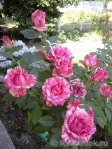 Pink Intuition Pink Intuition