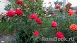 Dame de Coeur Dame de Coeur