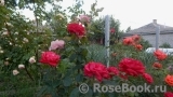 Dame de Coeur Dame de Coeur
