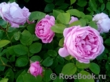 Mary Rose Mary Rose