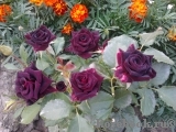 Black Baccara Black Baccara