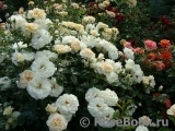 Lions Rose Lions Rose