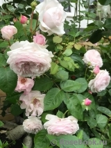 Olivia Rose Austin Olivia Rose Austin
