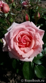 Poesie