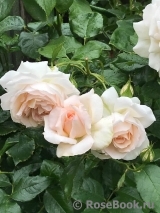 Chandos Beauty Chandos Beauty
