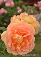 Lady of Shalott Lady of Shalott