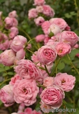 Pomponella Pomponella
