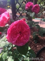 Katarina Frayla Katarina Frayla