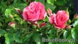 Rosarium Uetersen Rosarium Uetersen