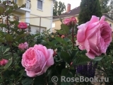 Rosengräfin Marie Henriette Rosengräfin Marie Henriette