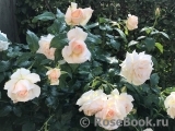 Chandos Beauty Chandos Beauty