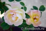 Apricot Bells