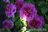 Princess Anne Princess Anne
