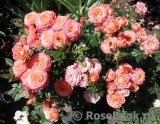 Briosa ® Briosa ®