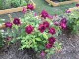Burgundy Ice Burgundy Ice