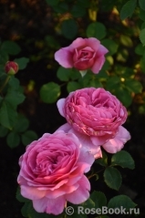 Princess Alexandra of Kent Princess Alexandra of Kent