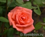 Harmonie