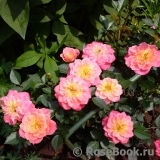 Mandarin Mandarin