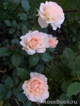 Chandos Beauty Chandos Beauty