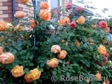 Lady of Shalott Lady of Shalott