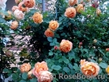 Lady of Shalott Lady of Shalott