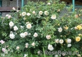 Crocus Rose® Crocus Rose®