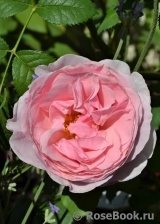 Princess Claire of Belgium