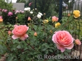 Abraham Darby Abraham Darby