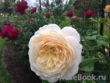 Crocus Rose® Crocus Rose®