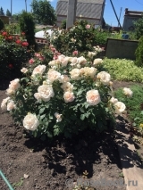 Lions Rose Lions Rose