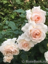 Chandos Beauty Chandos Beauty