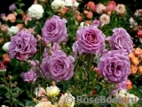 Violette Parfumee Violette Parfumee