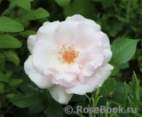 A Whiter Shade Of Pale A Whiter Shade Of Pale