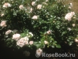 Aspirin Rose Aspirin Rose