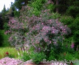 Rosa glauca Rosa glauca