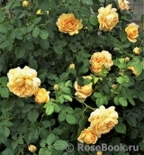 Golden Celebration® Golden Celebration®