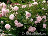 Rosengräfin Marie Henriette Rosengräfin Marie Henriette