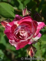 Belle de Segosa® Belle de Segosa®
