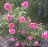 Rosarium Uetersen