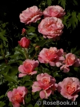Botticelli Botticelli