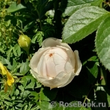 Herzogin Christiana ® Herzogin Christiana ®